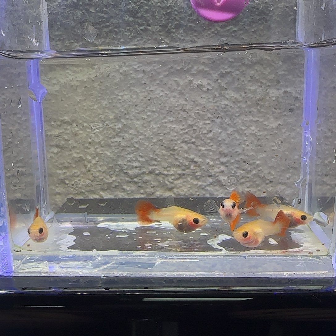 黑玛丽鱼银河琉璃。45号