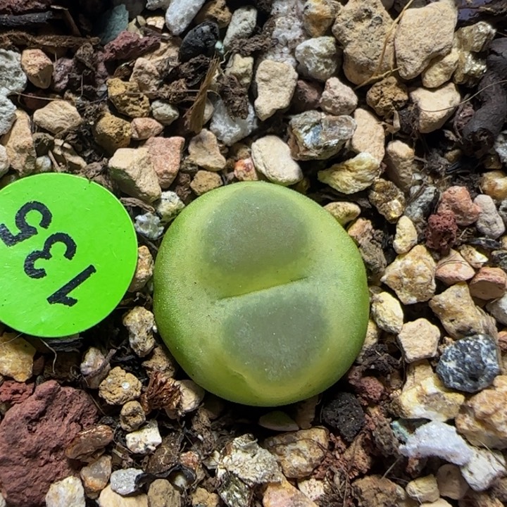 拉登1.4+多肉植物135