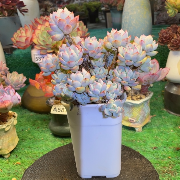 @***米阿兰塔多肉一物一拍