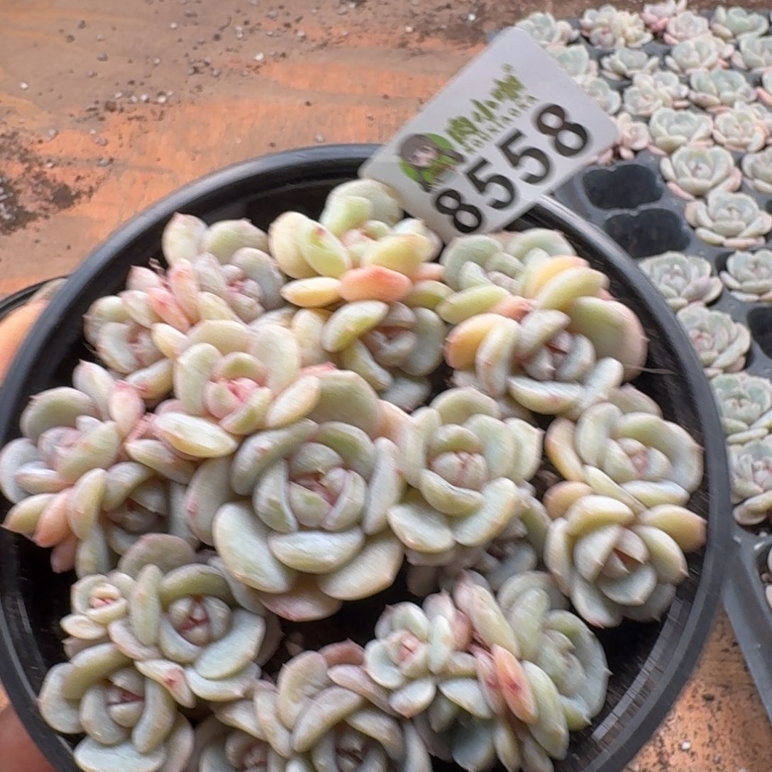 粉***坨多肉植物多肉植物