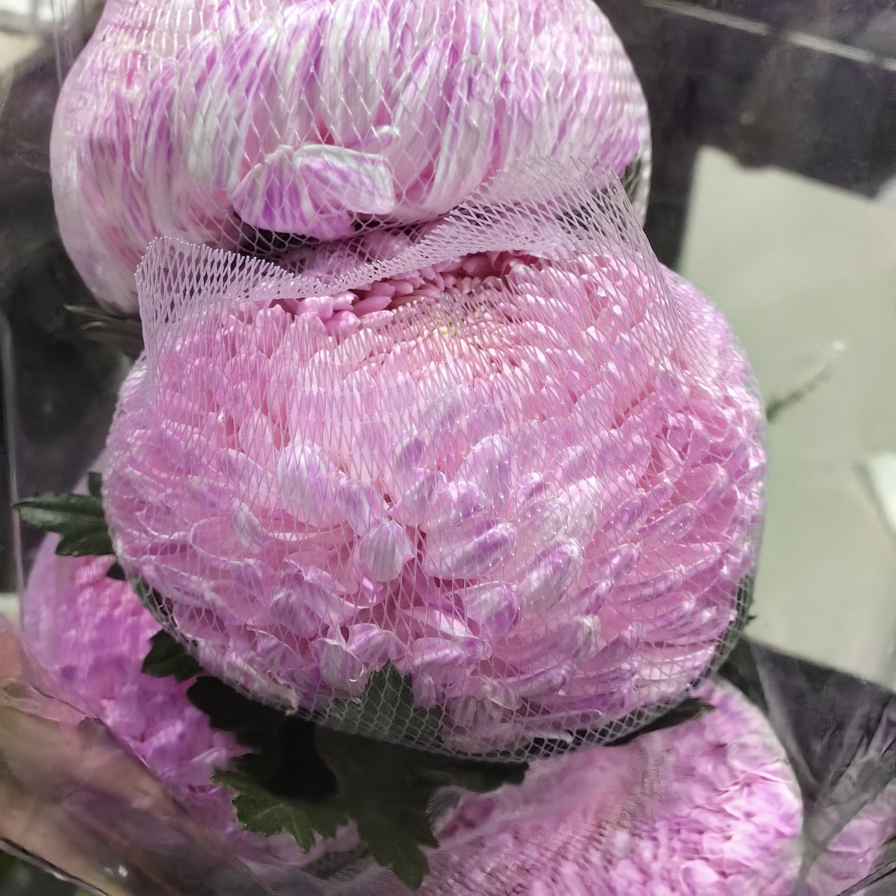 【蜜桃粉】牡丹菊 全店拍2单升级顺丰冷链或德邦空运