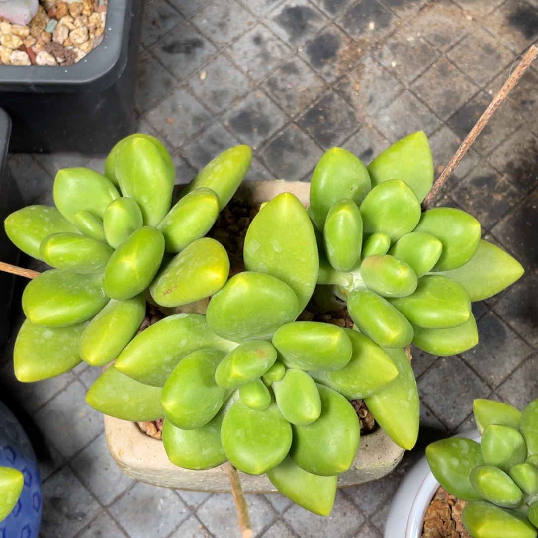 3头芒果奶多肉植物