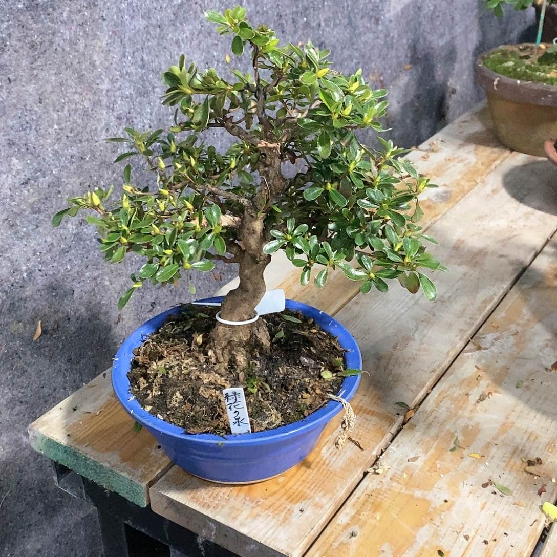 红陶?****n杜鹃.绿花之泉