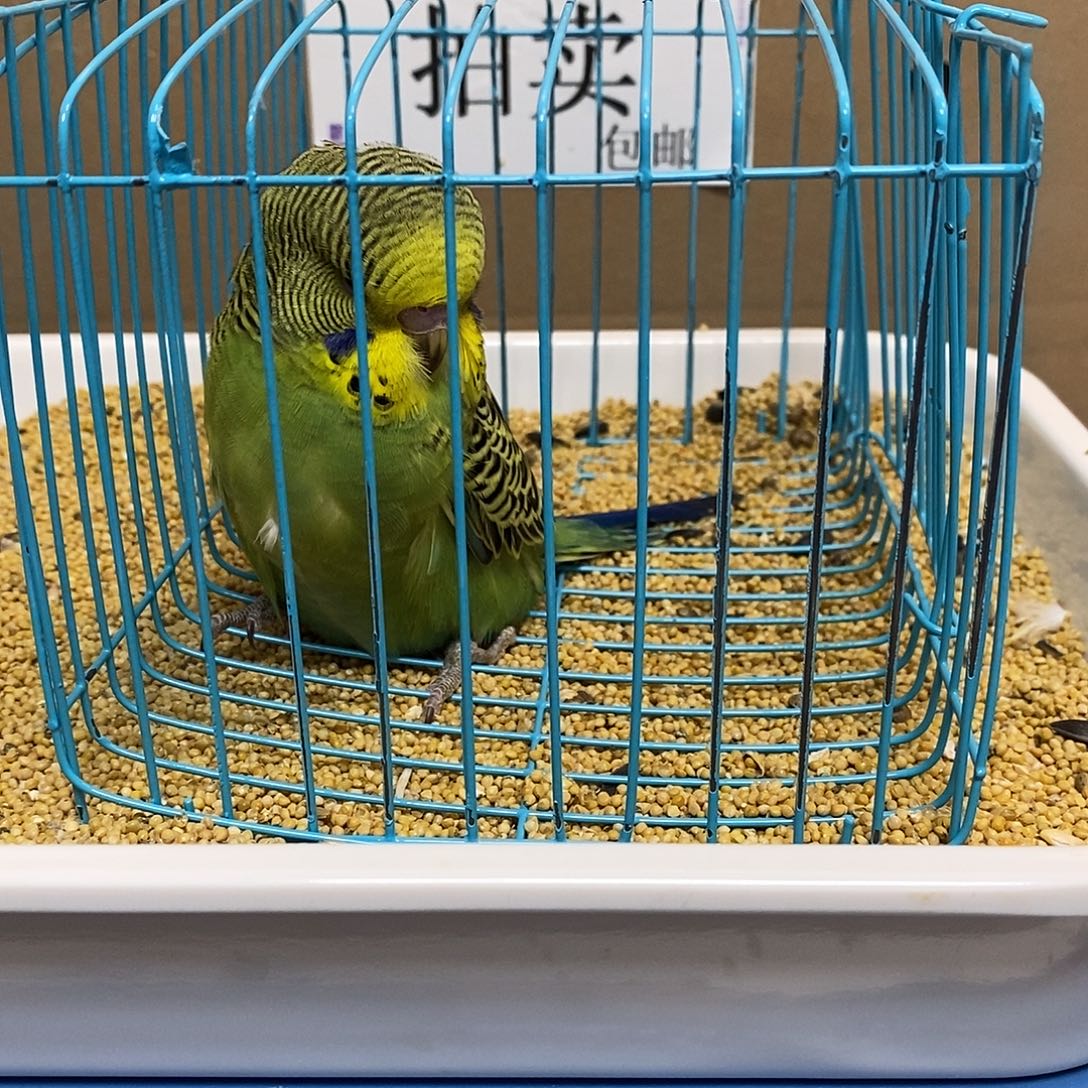 虎皮鹦鹉大头虎皮