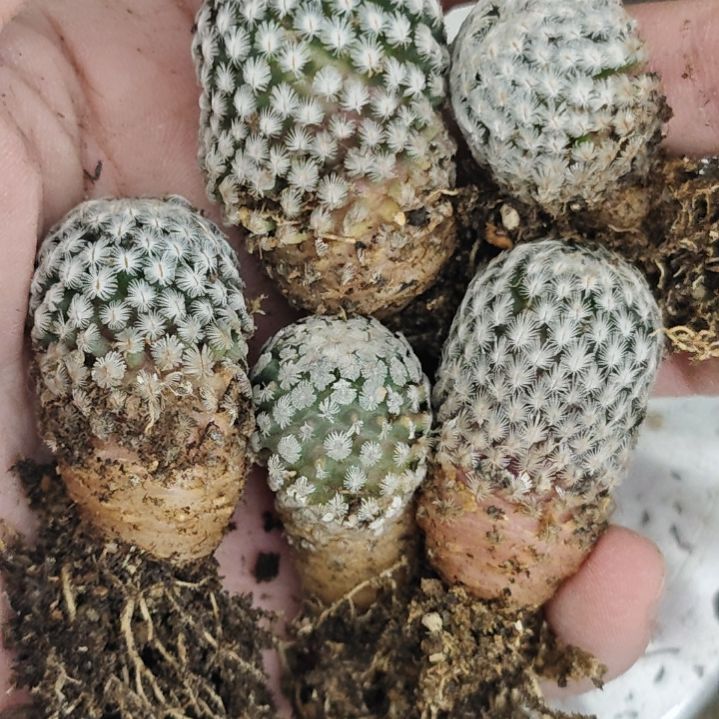 一物一拍，一颗价！