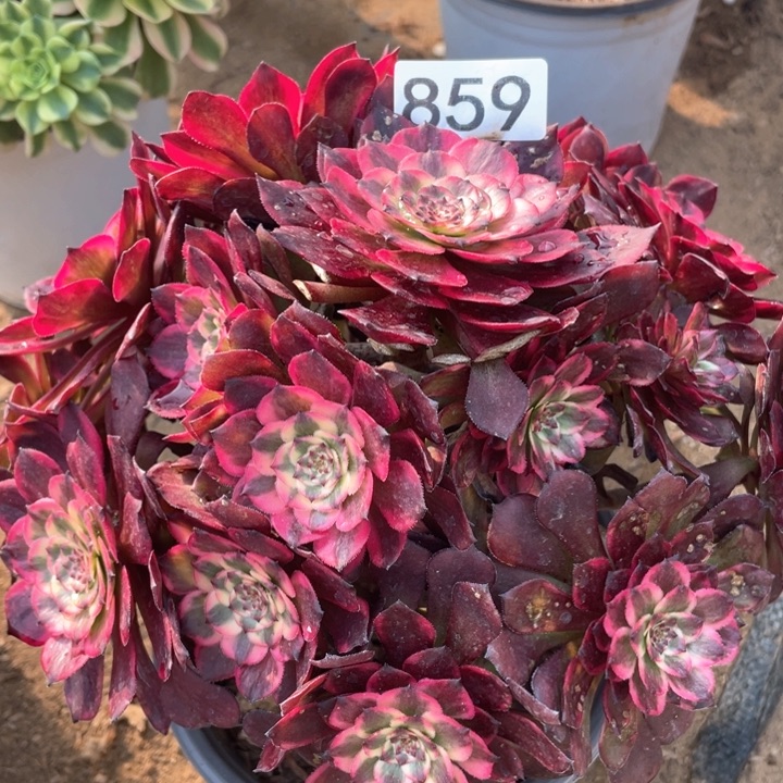 都****)858多肉植物烟花