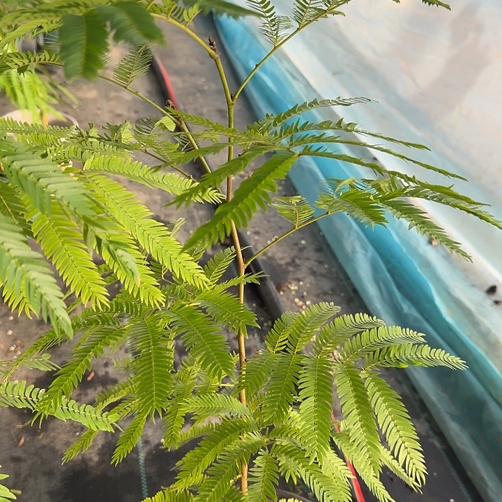 完全开放一物一拍