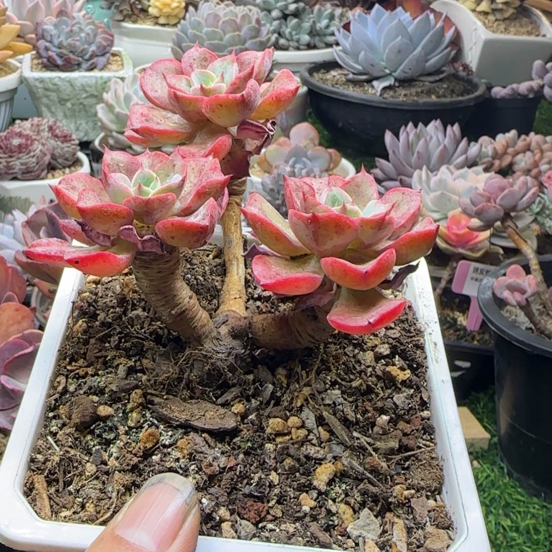 锦安精品多肉植物257