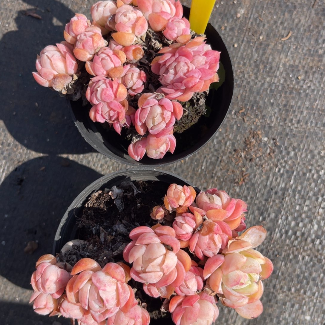 云尘多肉一物一拍不包整1653