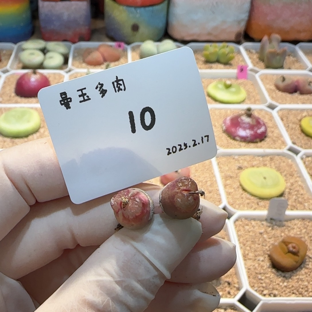 多肉多肉多肉2.17-010