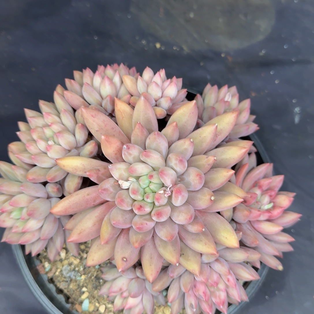 多肉植物的生长发育和生长