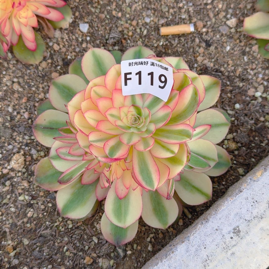 119粉荔枝多肉植物