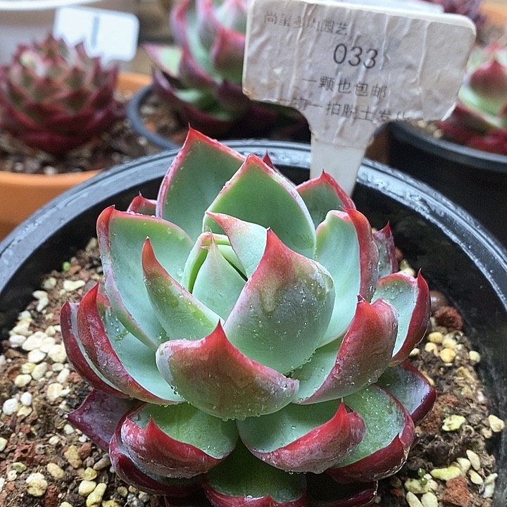 惊鸿仙子单头033