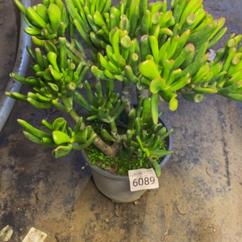 吸财树多肉植物6089