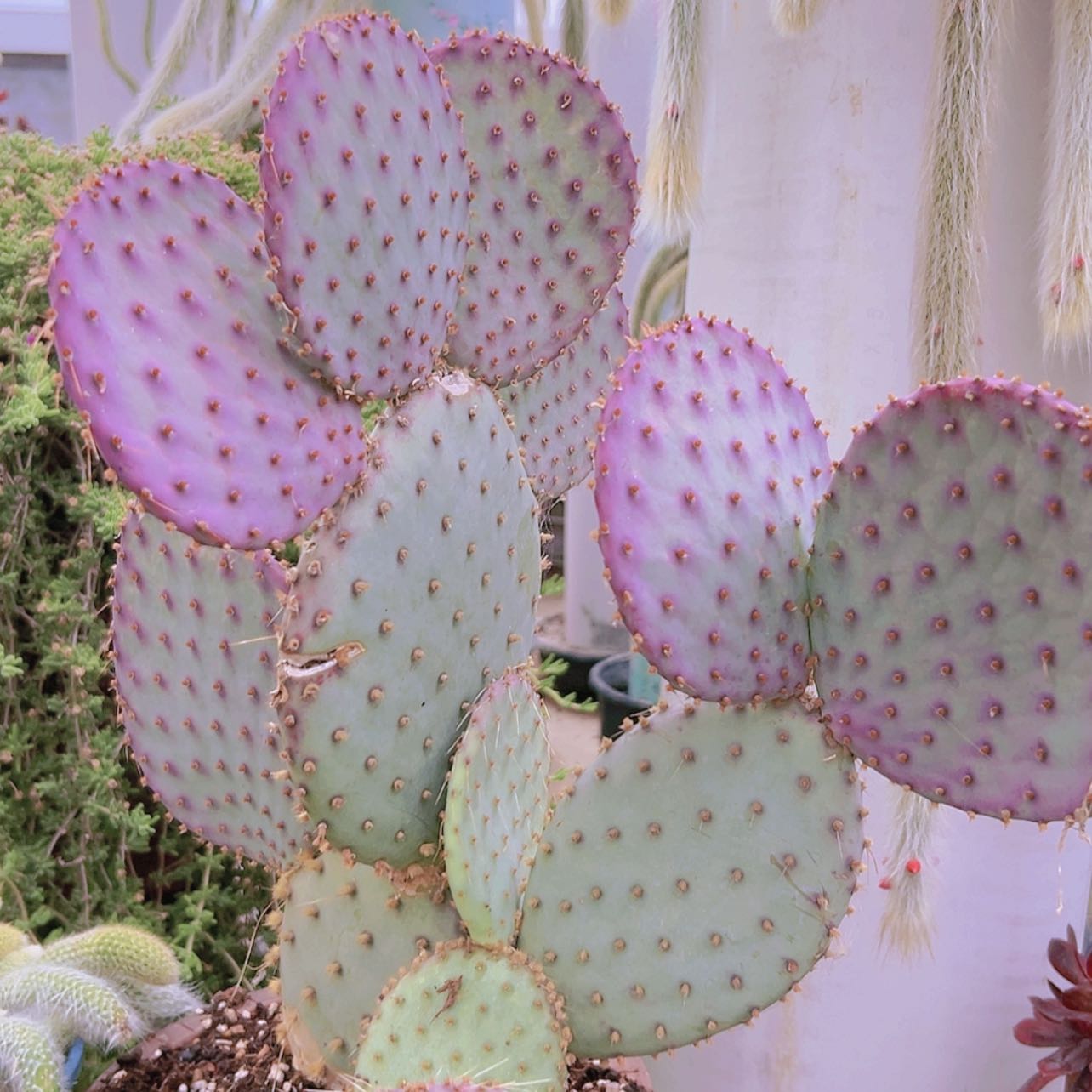 【闪购商品】胜利塔偏远不拍