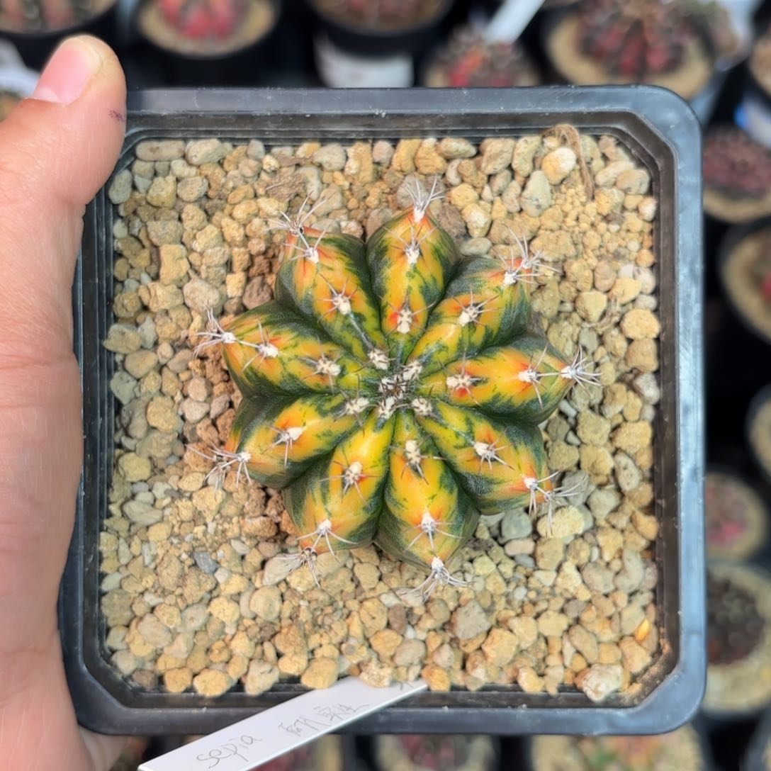 泰系米哈仙人球95