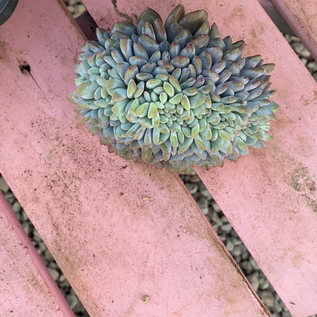 木***精小虎多肉一物一拍星影