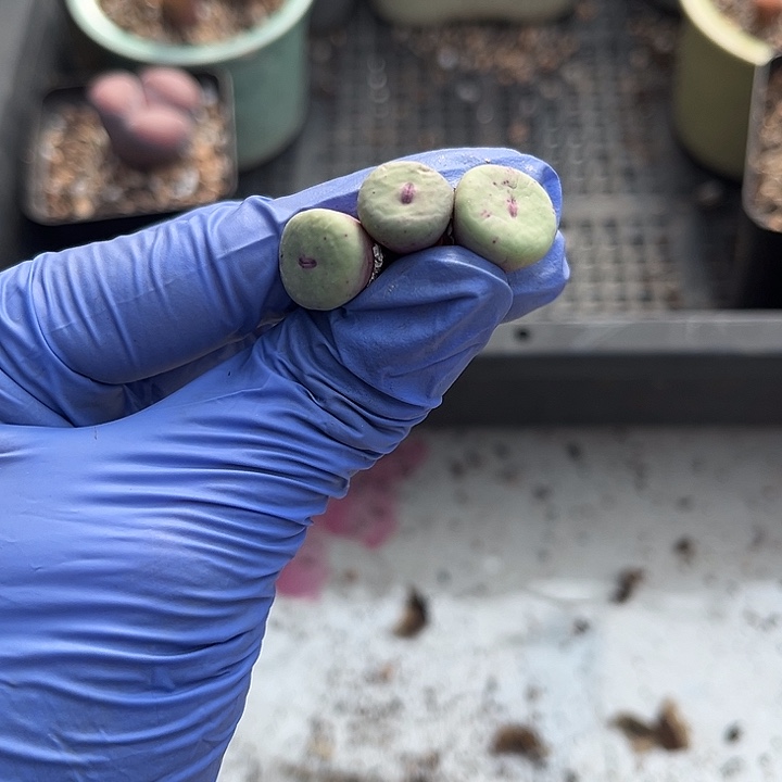 脱土发，满28包邮。三颗小红嘴