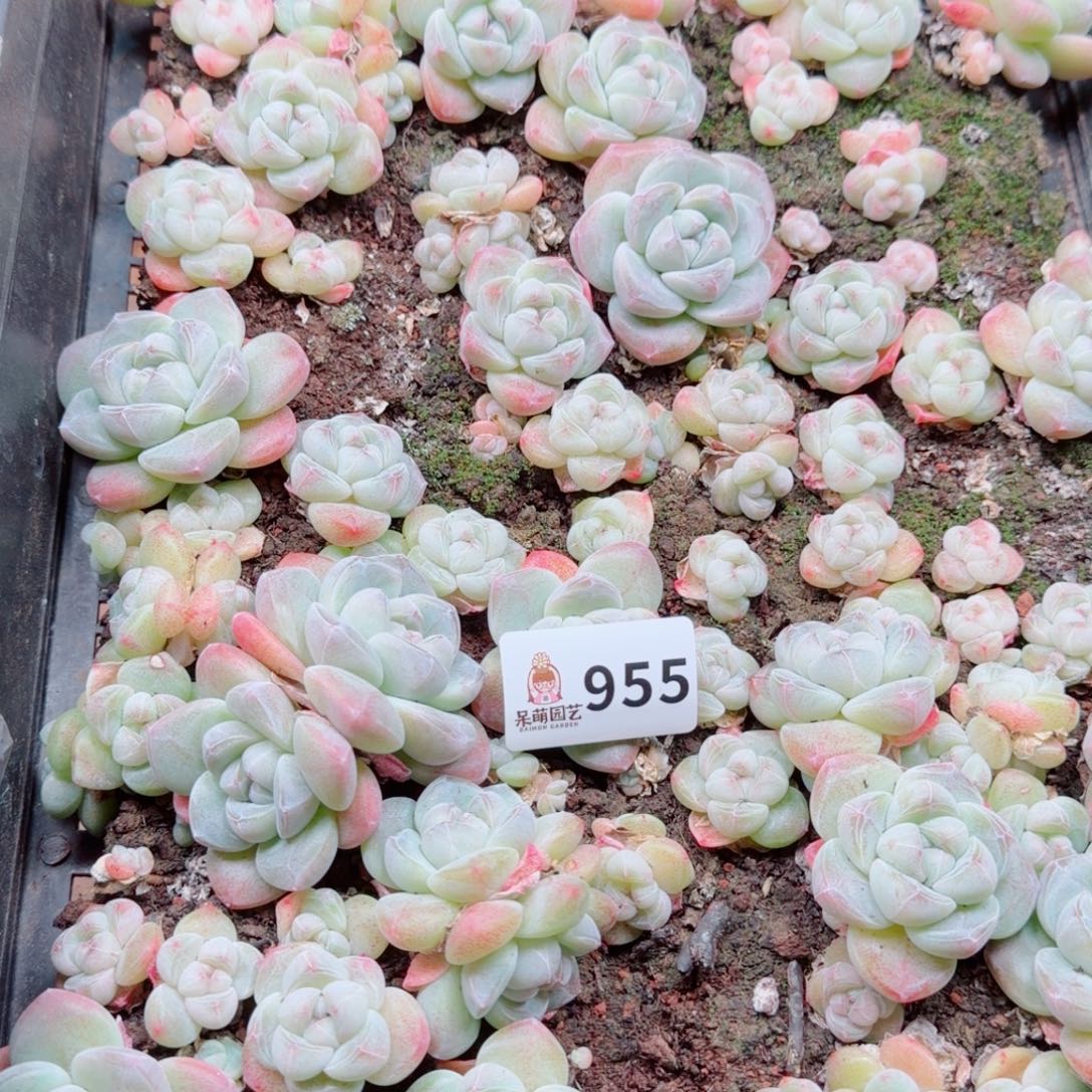 曾***上多肉植物多肉植物