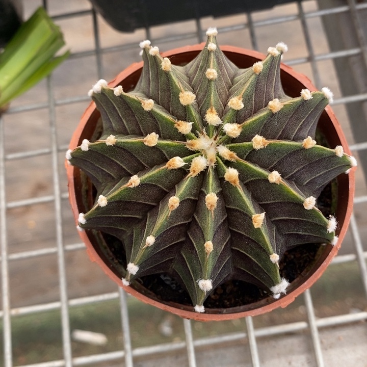 伯克利和格蕾纳等著名音乐家