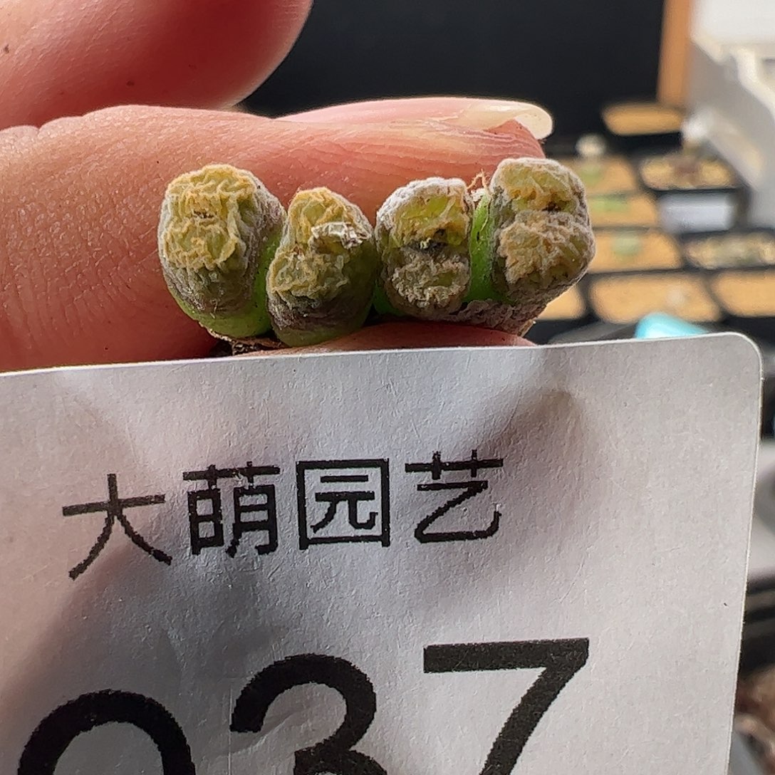 一物一拍MG1456.7冰渣火柴勋章937