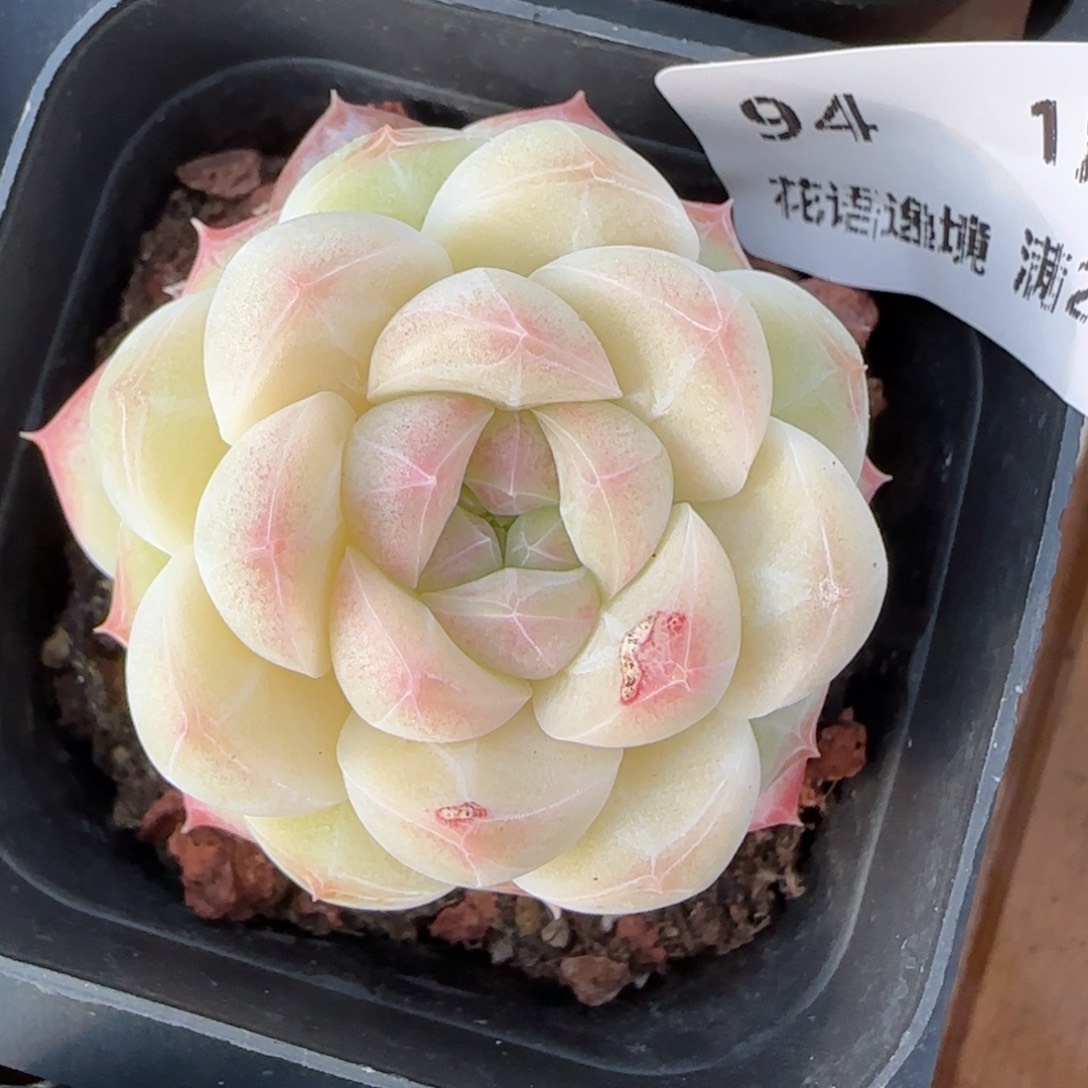 花语逸境0113-94白胖子