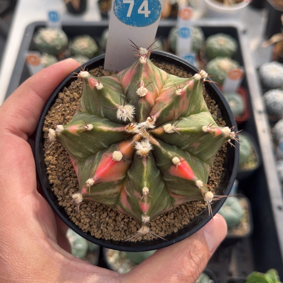 74实生米哈锦带盆带土发货