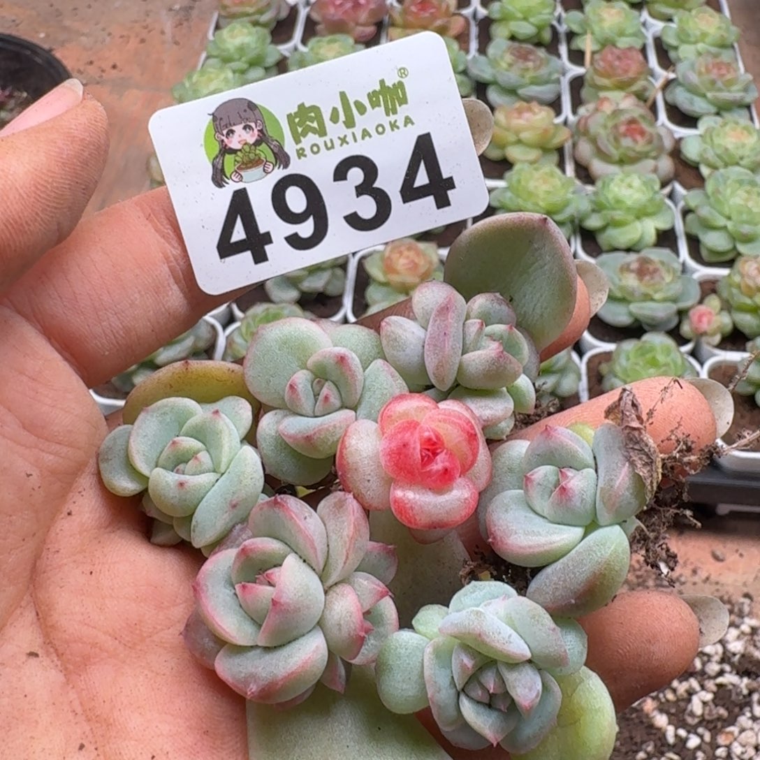 多肉植物多肉植物