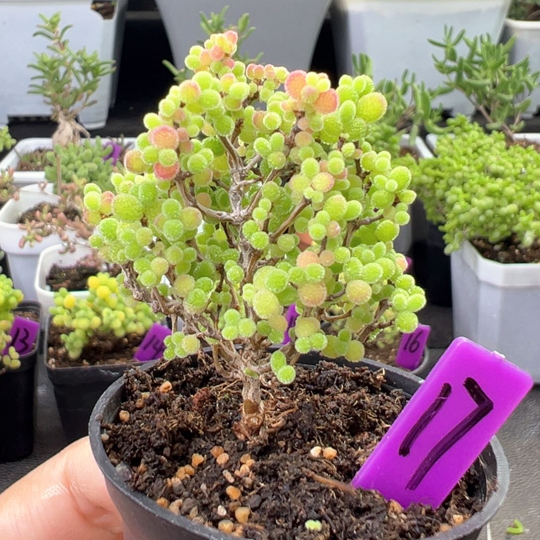 17号宠粉福利彩色蜜橘一物一拍
