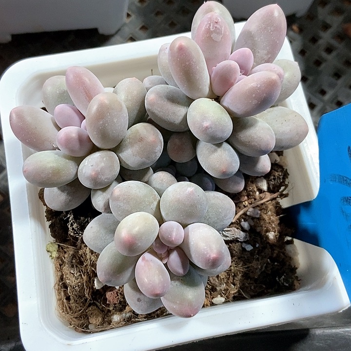 多肉植物汤圆7064