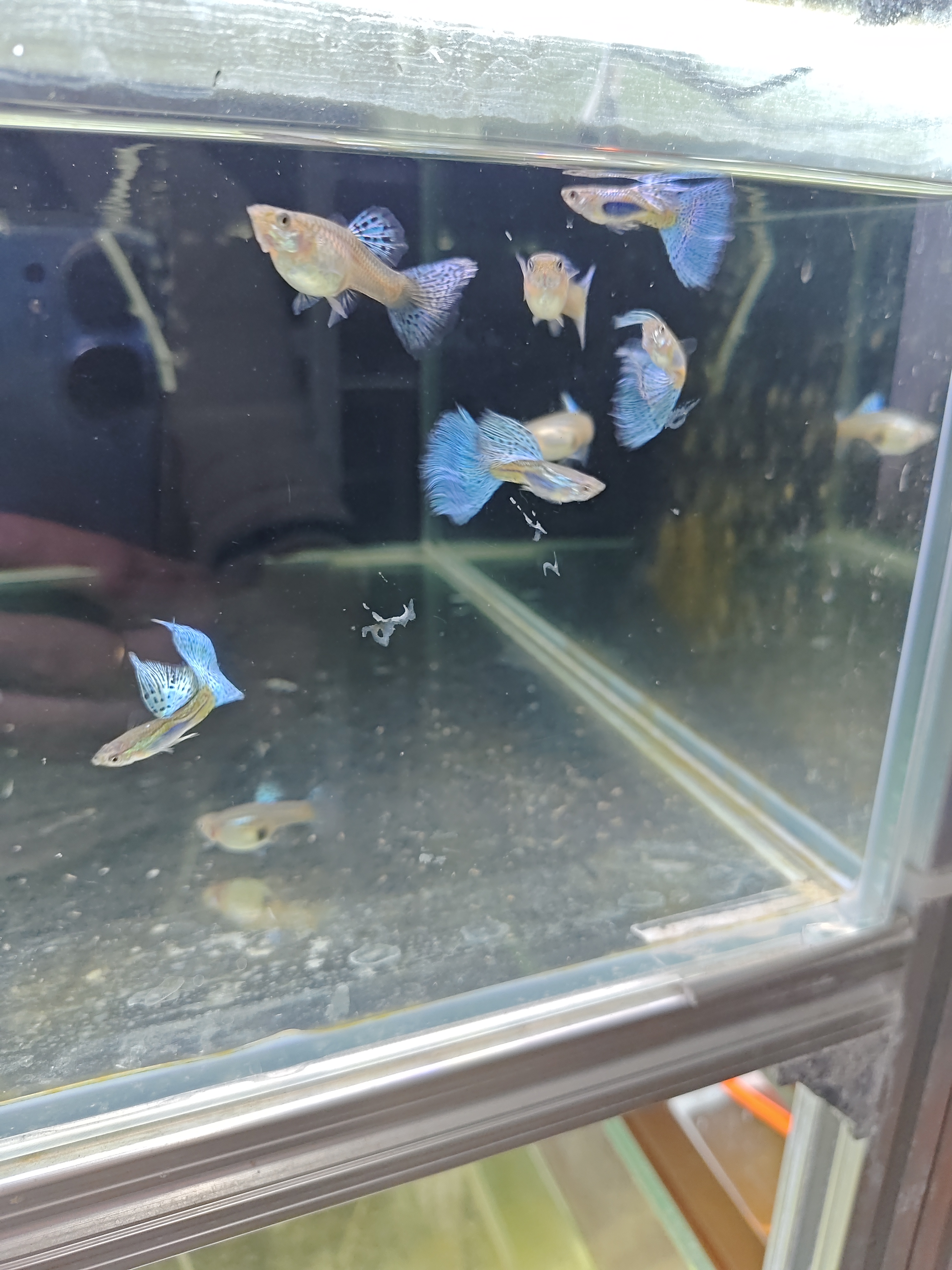 兰草大背孔雀鱼5对