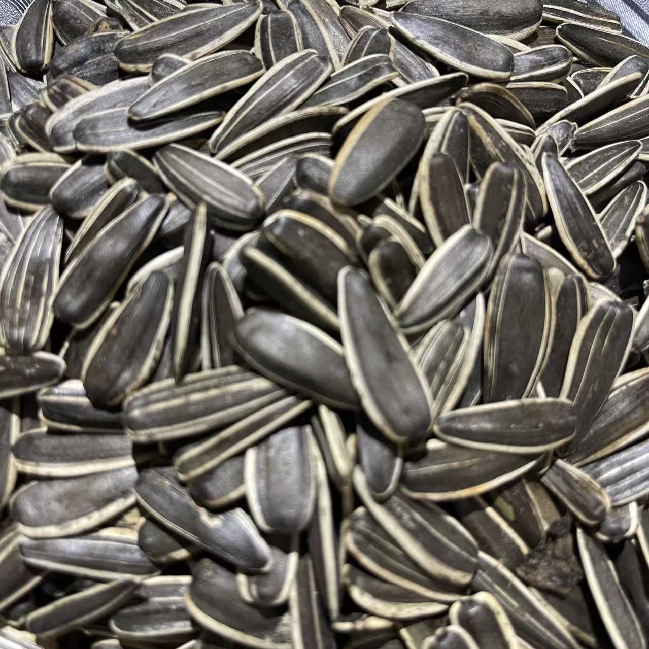 内蒙古中大颗粒五香瓜子