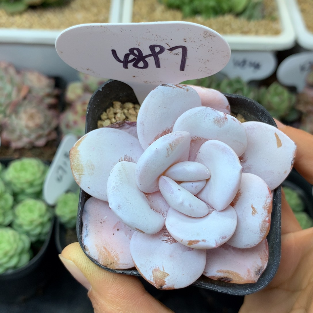 圆叶雪莲单头4897