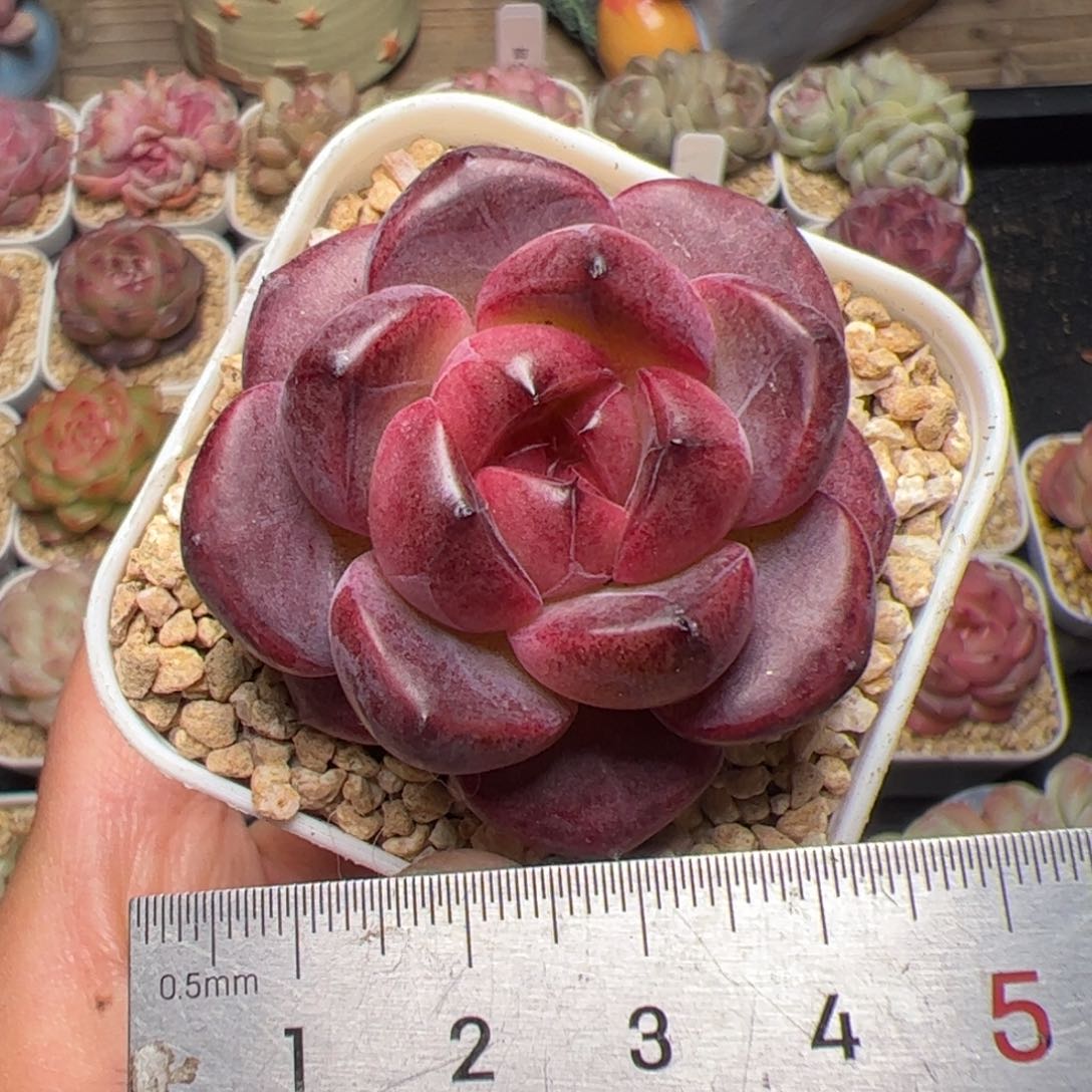 405 多肉植物组合盆栽