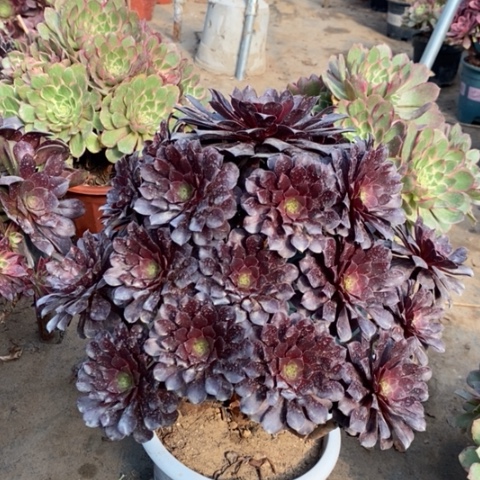 黑桐多肉植物090