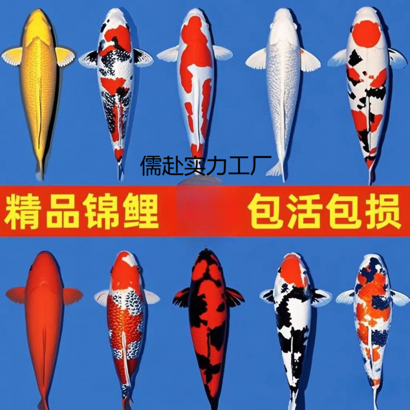 (800号粉红牌)大正黄金观赏鱼鱼缸活体冷水黑金白金锦鲤鱼红白