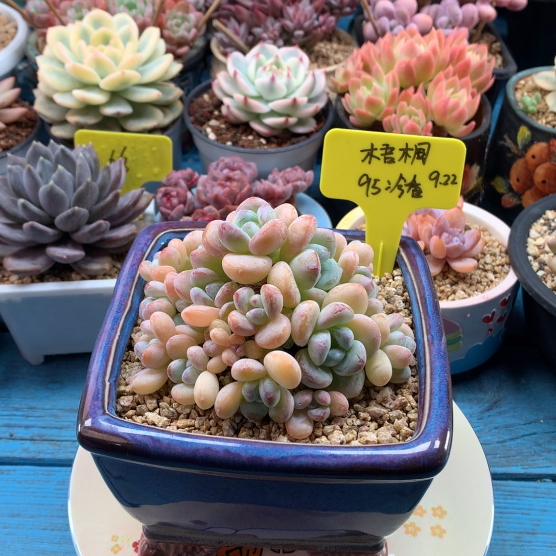 梧***耶我们家的小宝贝们