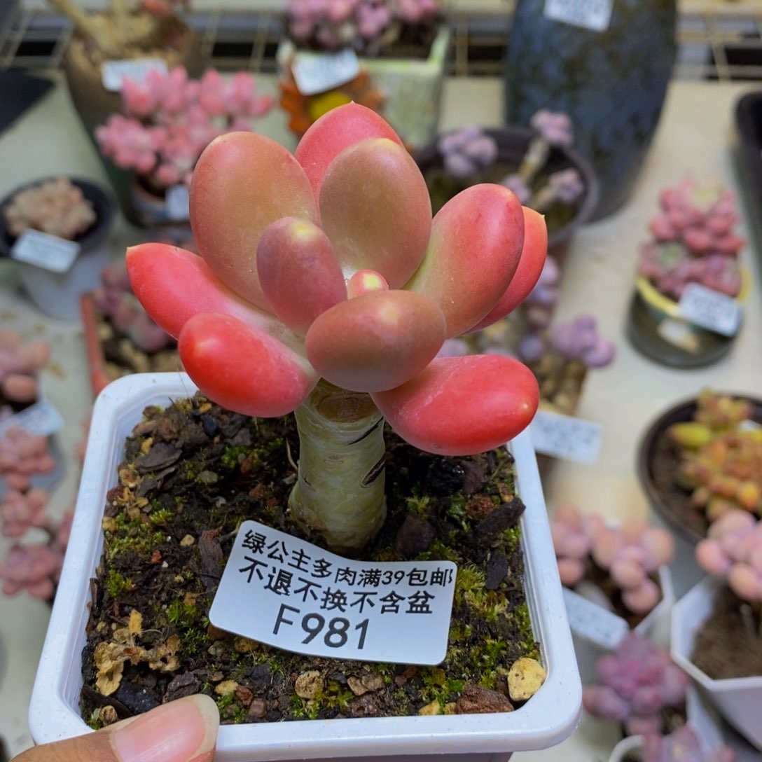 981金蟾多肉肉5c m