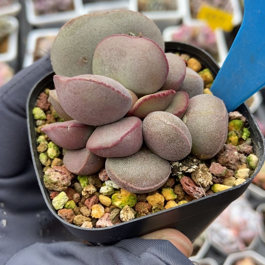 964红蛋多肉植物保护