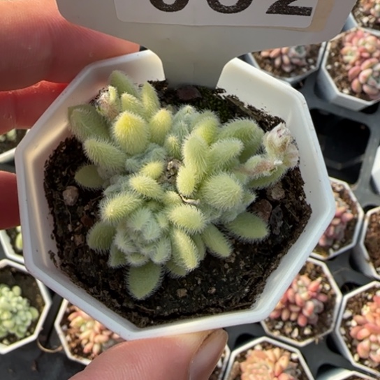 52信冻尼一物一拍多肉