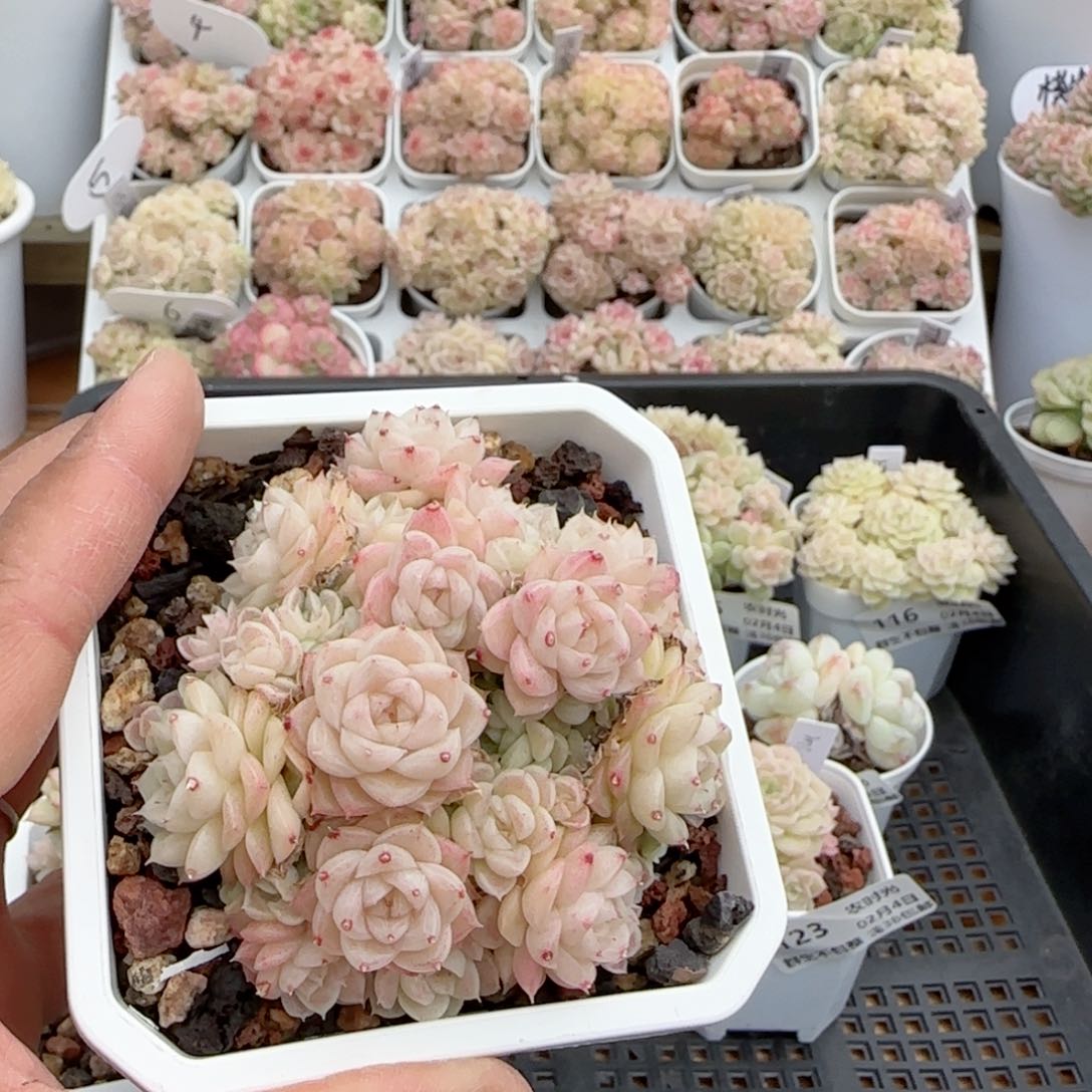 【闪购商品】0204-125包子优选麦杆