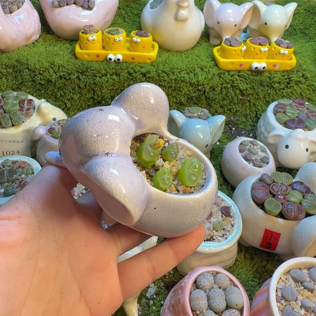 多肉植物和植物等1030