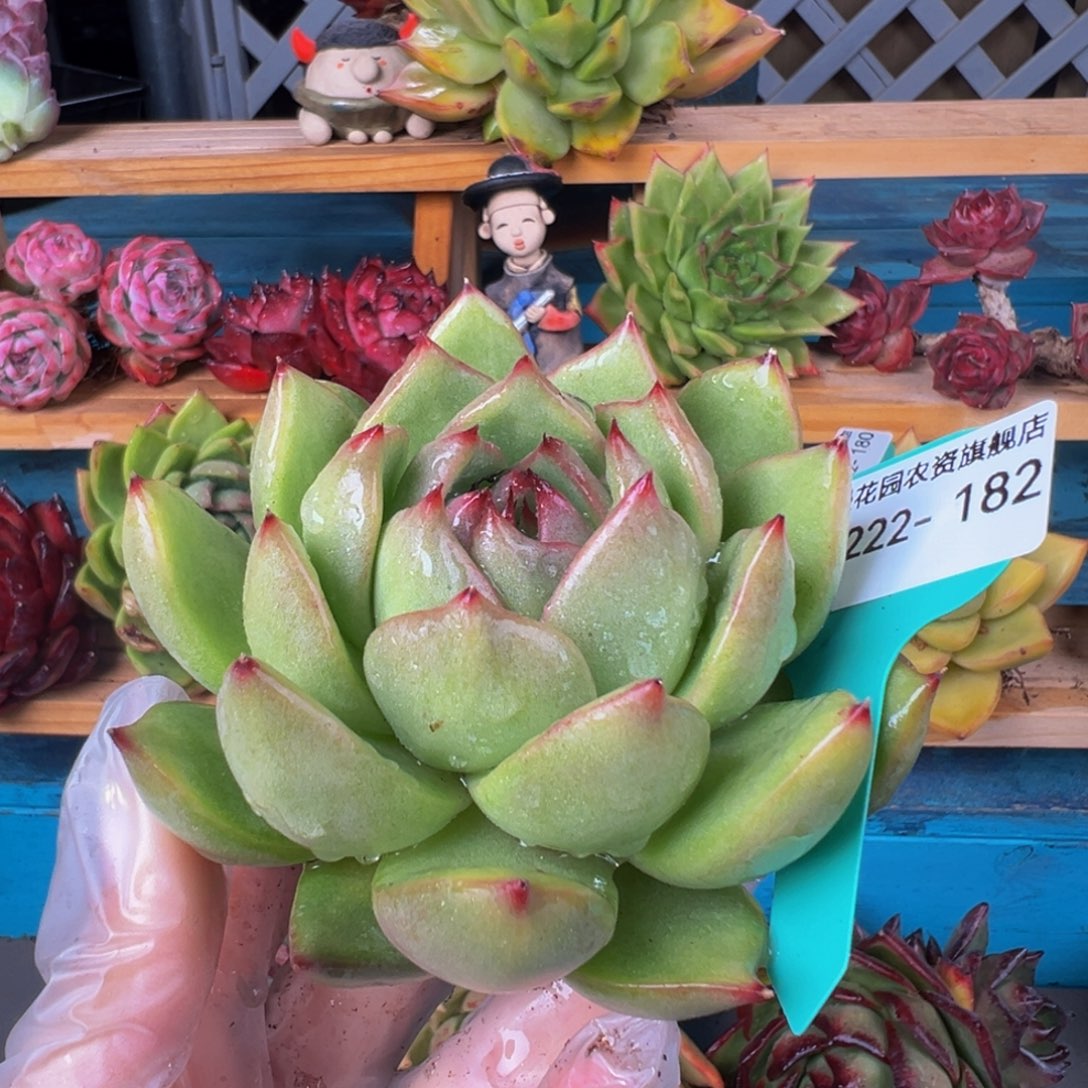 从前慢多肉精选编号0222.182