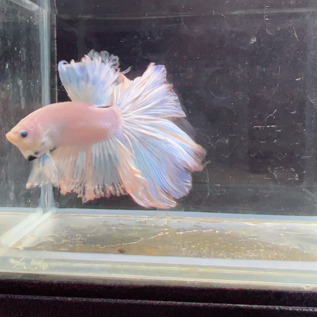 斗鱼浅色特殊尾hhhh