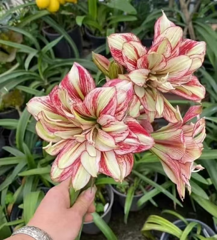 澳朱越南朱 朱顶红 --浪漫女孩4厘米 干球