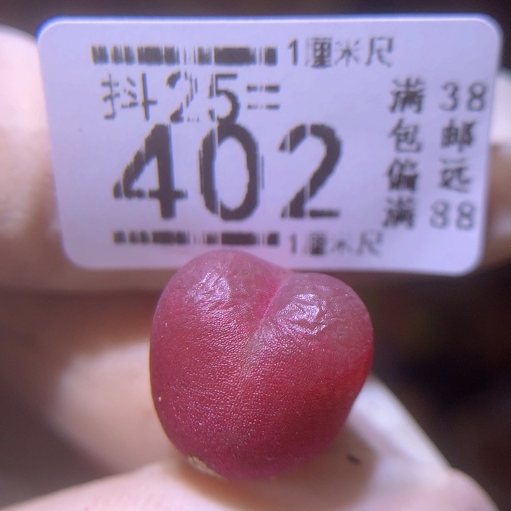 精品生石花25.402