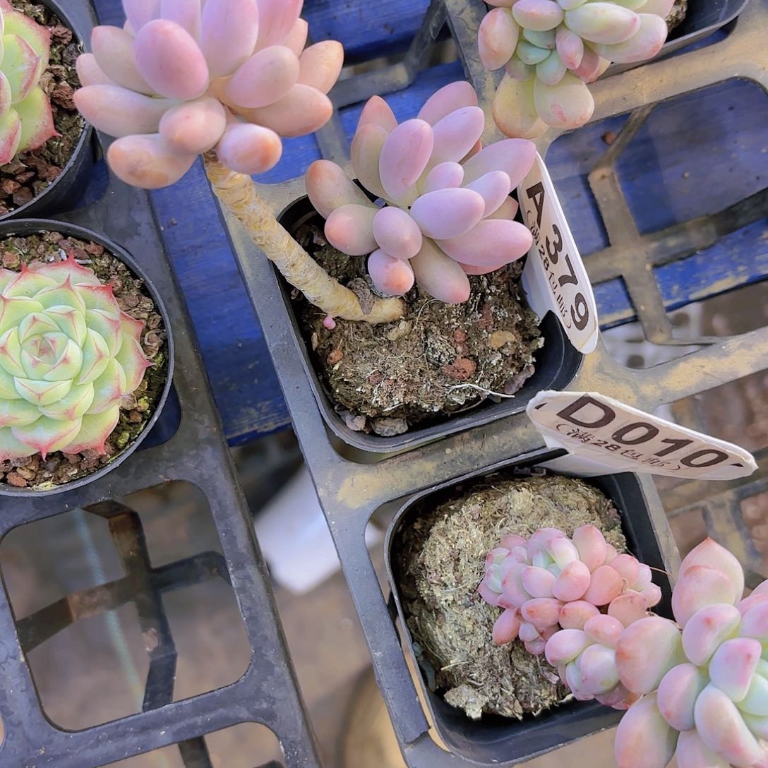 A379手指奶一物一拍