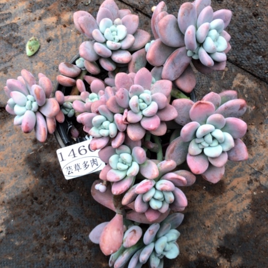 红洛神1460，一物一拍