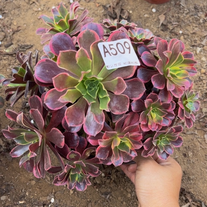 金丝却多肉植物509.