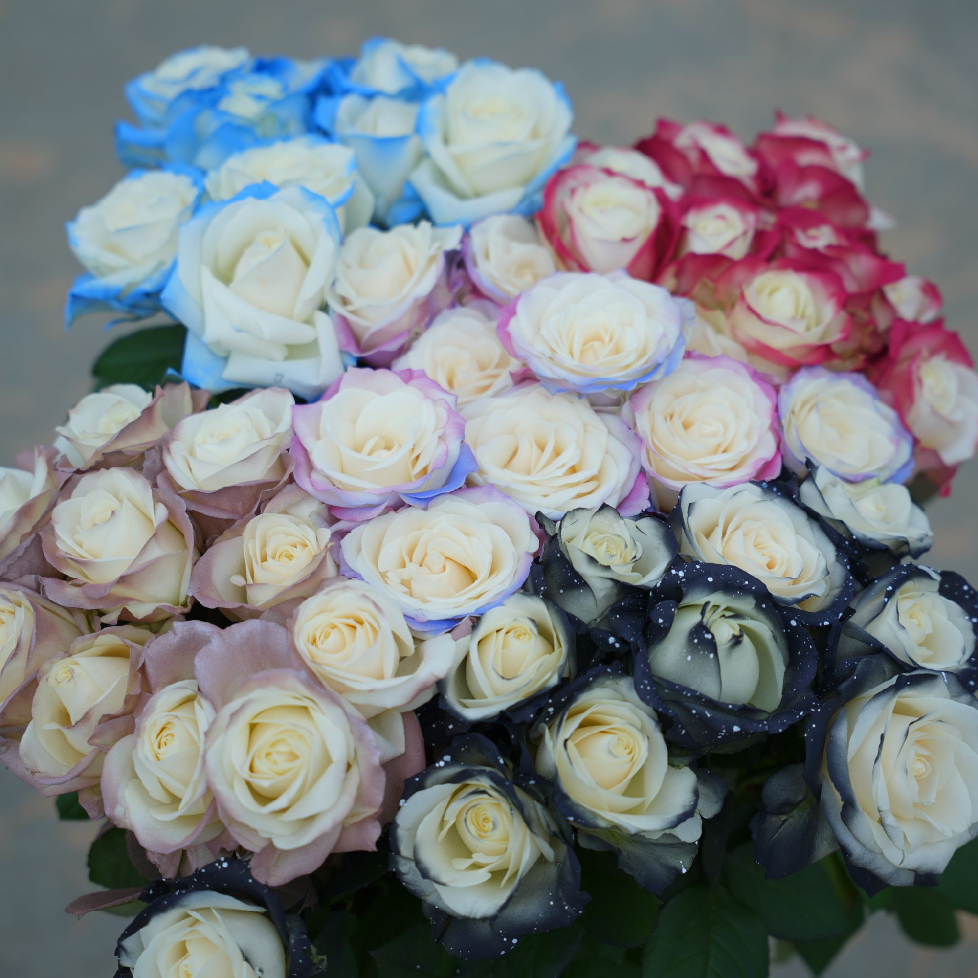 基地白玫瑰喷色吸色玫瑰吸色玫瑰花期更长2单顺丰包邮含保鲜剂